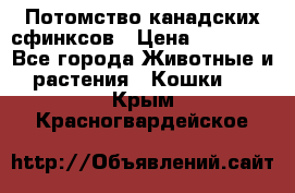 Потомство канадских сфинксов › Цена ­ 15 000 - Все города Животные и растения » Кошки   . Крым,Красногвардейское